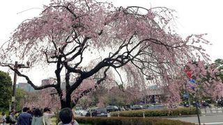 北の丸公園で花見