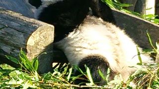 パンダかわいい！