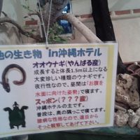 うなぎとすっぽん