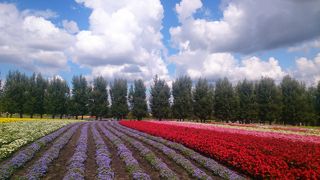 お花畑と青い空が美しい