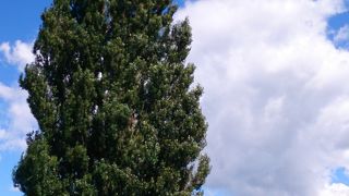 青空に映えるポプラの大木。