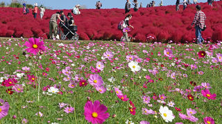 広い、広い公園。でも足腰が弱い人にも楽しめます。