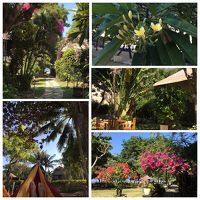 緑あふれる敷地内