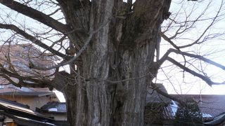 葉っぱがないとただの大木