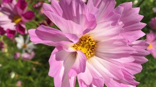 コスモスが満開です♪