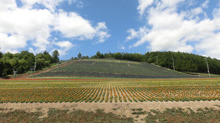 リフトもあるラベンダー園