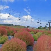 初秋に色づくコキアが楽しめる”箱館山コキアパーク”