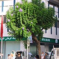 ジャガランタの花