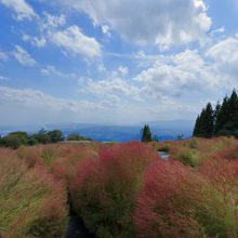 コキア越しに琵琶湖を