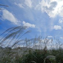 山上のススキ