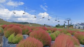 初秋に色づくコキアが楽しめる”箱館山コキアパーク”