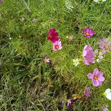 川沿いには、コスモスが咲いてました。