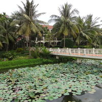 ホテル内の池。蓮の葉や花がとても綺麗に手入れされていた