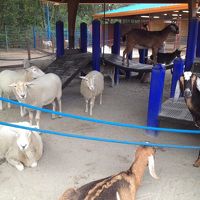 アフェクション セクション