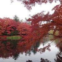 お散歩時の雲場池