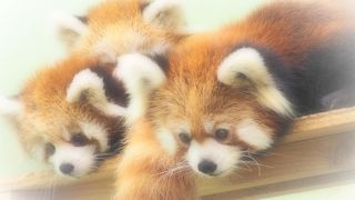 家族で楽しめます