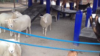 アフェクション セクション