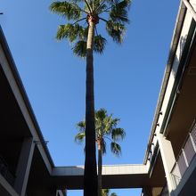 モール内の景色　パーム椰子の木と青い空