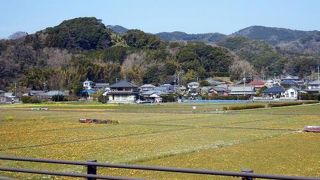 田んぼをつかった花畑（那賀大規模花畑）