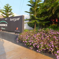 お花が咲いています