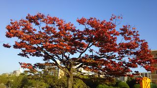 紅葉が始まりました。