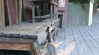 桜島と猫ちゃんに会えました