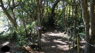 海岸沿いの森の中にかかる吊り橋は渡ると・・・絶景