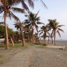 椰子の木の浜辺は南国気分です