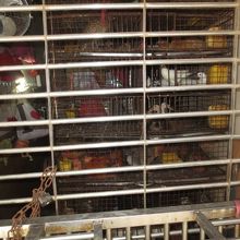 この日は肉屋が休みで、鳥、兎などはケージに入ったままでした。