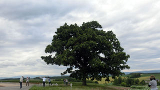 畑の中の一本の木