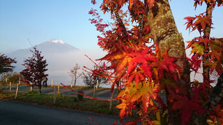 紅い葉と富士山のコントラスト