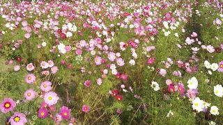 コキアもコスモスも見頃です