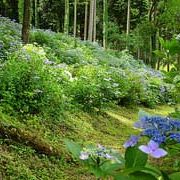 前山寺近くにあるあじさい小径