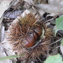 山道に小さな栗がたくさん落ちてました