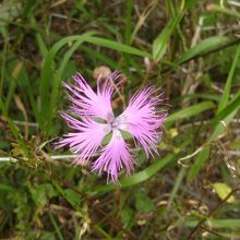 カワラナデシコ