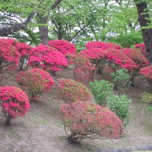 千秋公園のつつじ