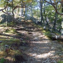 奥駈道出合付近の登山道