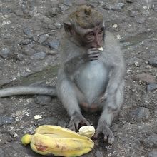 エサのバナナを食べる子猿