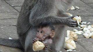 動物好きには外せないスポット