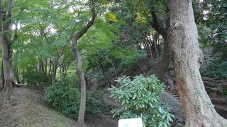 紅葉が楽しみです。