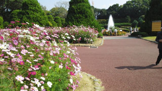 薔薇とコスモス満開！