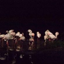フラミンゴ