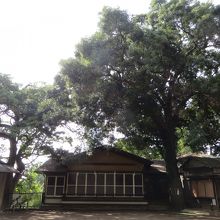 保存樹林、世田谷名木百選