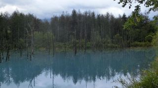 曇りでも池は青いです。