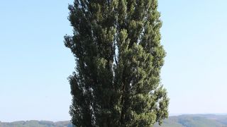 美瑛の丘陵地帯にある観光名所の木　Part１