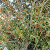 旅館裏のキンモクセイの香が良かった（＾＾）