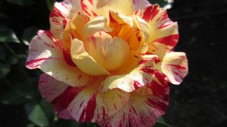 平成27年10月24日 秋バラが見頃です♪