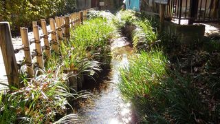 意外と豊富な湧水、まさに国分寺水郷