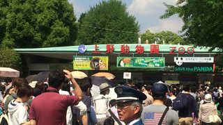 やっぱりパンダの人気は半端ない。