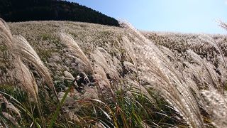 有名なススキ草原